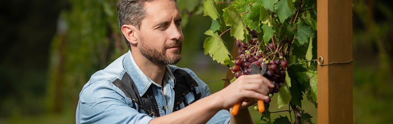 Bachelor of Viticulture and Winemaking